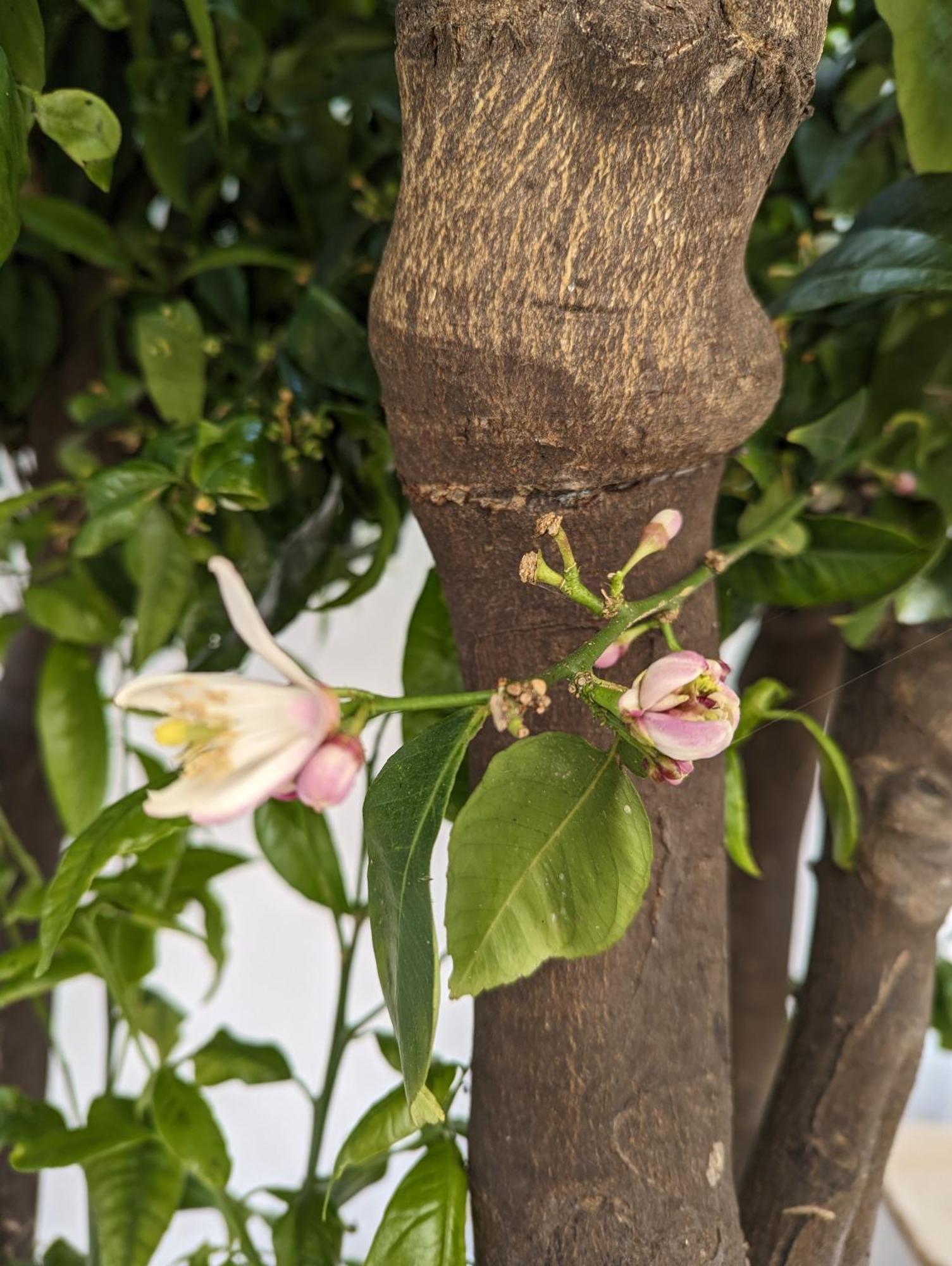The Botanist Guesthouse Скопелос Екстериор снимка