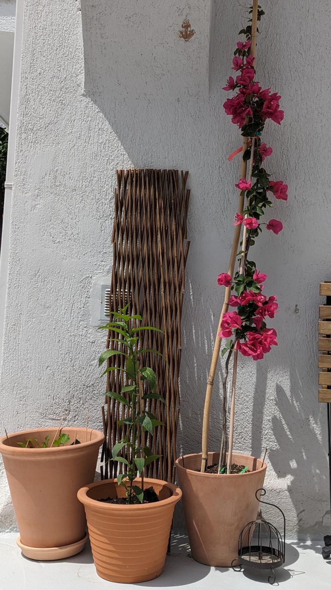 The Botanist Guesthouse Скопелос Екстериор снимка